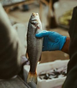 Bibanul de mare australian, peștele potrivit pentru România – gustos, accesibil și mereu disponibil